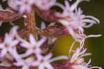 Slender blazing star